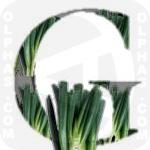 Green Onion