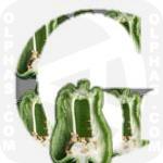 Green Pepper