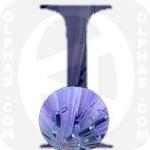 I Cichorium Intybus  