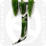 Jalapeno