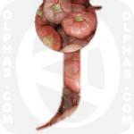 Jambu  