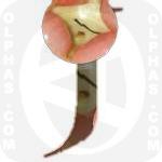 Jambu  