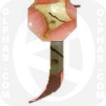Jambu  