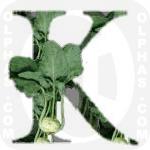 Kohlrabi