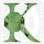 Kohlrabi  
