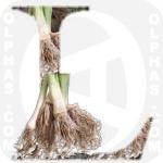 Leeks