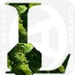 Lettuce  