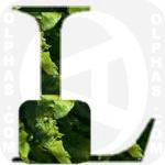 Lettuce  