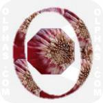 Onion  