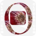 Onion  