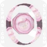 Onion 