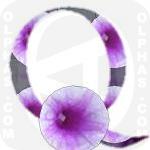 Q Ipomoea Aquatica  