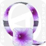Q Ipomoea Aquatica  