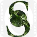 Sea Beet  