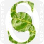 Swiss Chard  