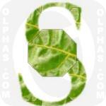 Swiss Chard  