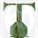Turnipgreens  