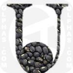 Urad Bean  