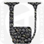 Urad Bean  