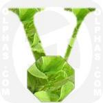 Valerianella Locusta  