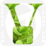 Valerianella Locusta  