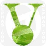 Valerianella Locusta  