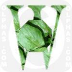 Watercress  
