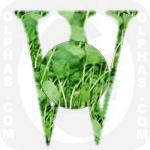 Watercress  