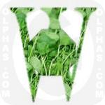 Watercress  