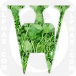 Watercress  