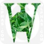 Waterspinach  
