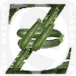 Zucchini