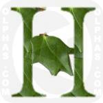 Holly