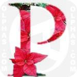 Poinsettia